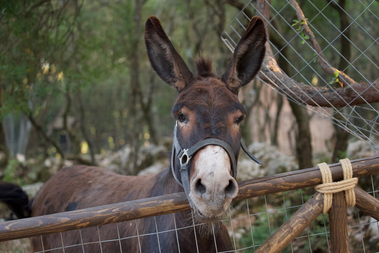 Odysseus Theme Park Sami Kefalonia - Zoo Park Kefalonia - Amusement & Theme Parks in Kefalonia - Kefalonia Attractions