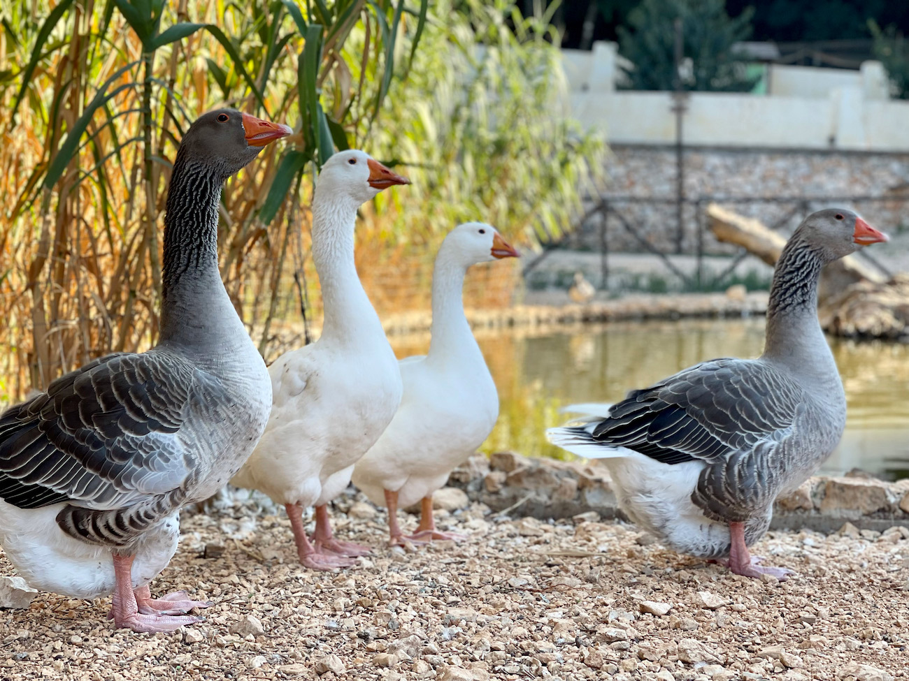 Family Activities Kefalonia - Things to do in Kefalonia for families - Kefalonia Parks